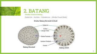 STRUKTUR DAN JARINGAN AKAR, BATANG DAN DAUN KELAS VIII IPA