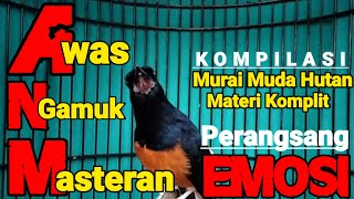 Murai Batu Muda Hutan Isian Mewah,Materi Komplit,Perangsang Cepat Naik Emosi