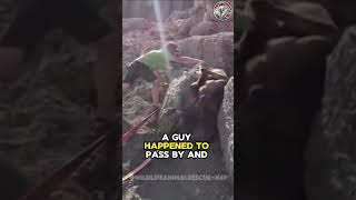 Incredible Rescue of Injured Horse Trapped in a Rocky Trap