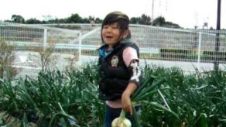 Kai farming onion