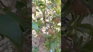 Tambulampot Sawo Jawa Berbuah Lebat‼️#shorts #shortvideo #viral #petanimuda  #fruit