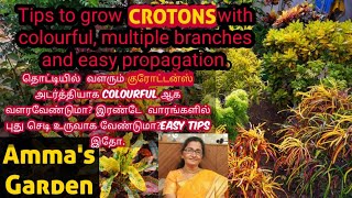 Amma's Garden - Tips to grow CROTONS with colourful, multiple branches and easy propagation