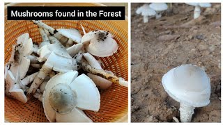 Mushrooms found in the Forest in Odisha | Tasty Eatable Mushrooms at our Farm | Our Farmhouse Vlog