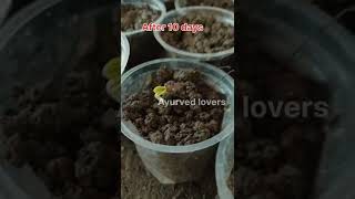 Vidarikand plant grow from seed....#ayurvedlovers #ayurveda #ayu #medicinalplant #medicinalherbs