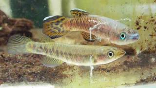 Epiplatys roloffi RL 99