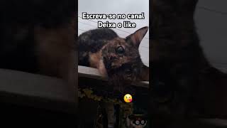 Gata maravilhosa #viralvideo #gatosfofo gat #musica #reflexao #amoranimal #vida#fé #saude#esperança