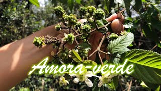 AMORA-VERDE: AMORA nativa do BRASIL