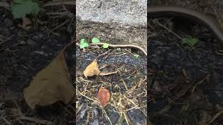 A Slow Worm glides up an Eastbourne lane.