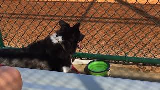 Dog enjoying the softball game in The Villages Florida