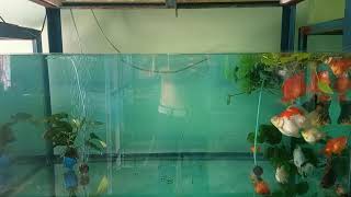 Shorttail ryuinkin goldfish tank