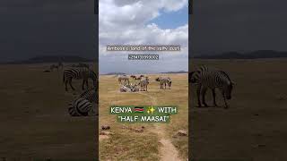 #kenya #wildlife #safari #travel #adventure  #wild #animals #halfmaasai #zebra #zebravideo #video