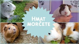 Hmat morčete 🐹