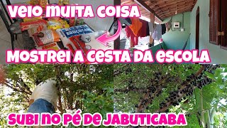 ROTINA DA MANHÃ NA ROÇA MOSTREI A CESTA BÁSICA DA ESCOLA E SUBI NO PÉ DE JABUTICABA