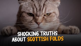 10 Mind-Blowing Facts About Scottish Folds