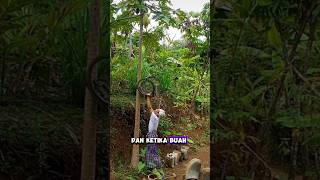 Orang ini sedang menangkap buah pepaya yang jatuh #shortvideo #shorts