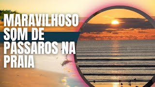 MARAVILHOSO SOM DE PÁSSAROS NA PRAIA