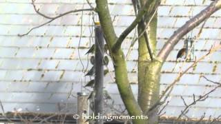 Feeding birds 25th March 2016