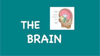 The Brain [GCSE BIOLOGY]