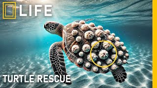 Rescuing Sea Turtles from Barnacle Infestation: Heartwarming | Animal Rescue Compilation