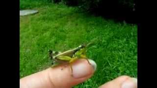 Plešoča kobilica (Dancing grasshopper)