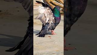 Kabootar bazi video #pigeon #shorts #kabutar