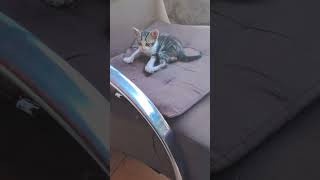 #cat #adote #gatos #adoteumgato #viralvideo #pets #adotaretudodebom #chamelgat #gatofalante #gato