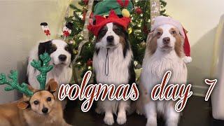 Vlogmas Day 7: Birthday Fun, Vet Visit & Holiday Lights!