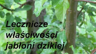 Liść i owoc jabłoni dzikiej w zielarstwie. Przepisy, szczególnie dla cukrzyków na problemy skórne.