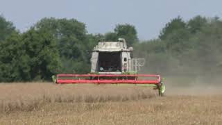 Lohnunternehmer  in Westungarn bei der     Getreideernte 2023 mit Claas Lexion 660 7 50 Meter Schnei