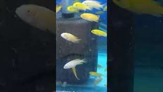 #african_cichlid #africancichlids #shorts #baby #funny #tiktok  #comedy