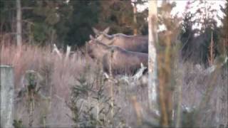 Gryning vid Kila Kronopark, Krogsered (Hl)