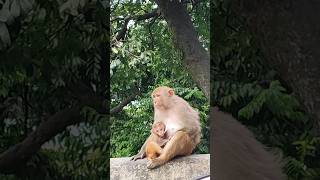 Baby Monkey with Mother Monkey 🐒 #wildanimals #monkeyvideo #monkeyfamily #youtubeshorts