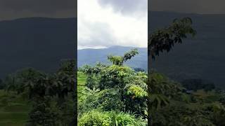 Nature view from the rear vehicle of goods train