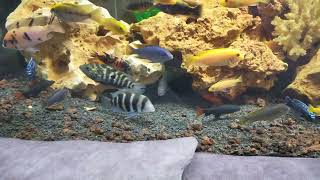 Mbuna African Cichlid's aquarium tank