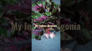 Indoor Begonia in bloom#Shorts