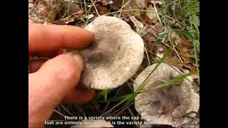 Tricholoma atrosquamosum. Champimaginatis. English Text.