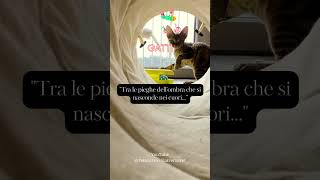 Tra le pieghe dell'ombra che si nasconde nei cuori #gatto #aforismi #frasedelgiorno #animali