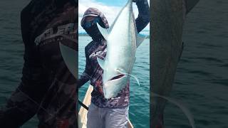 Amisin joran GETSU GT X Hunter PE 2-4. Langsung amis #fishing #lightpopping #GThunter