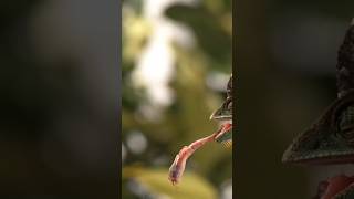 Chameleon the amazing creation that can change colour,move eyes in two different direction #animals