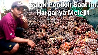 Salak Pondoh Saat ini Harganya Melejit