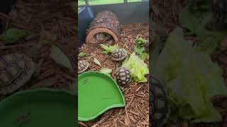 leopard tortoises eating some lettuce