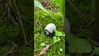 Newborn baby tortoise