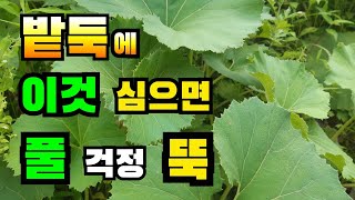 밭둑에 풀이 걱정 되신다면 머위 심는 것을 추천드려요