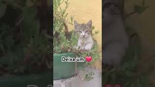 #gatos #adote #cat #adoteumgato #viralvideo #pets #adoteumgatinho #gatofalante #gato  #botafogo#etc