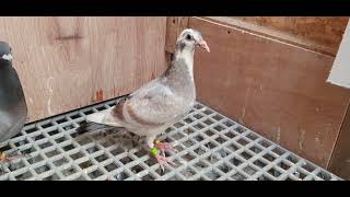 funny colour racing pigeon #youngbirds #racingpigeons