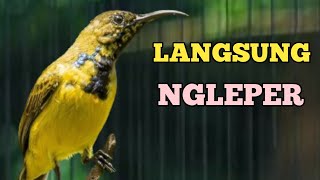 LANGSUNG NGLEPER, PANCINGAN SOGON BIAR GACOR