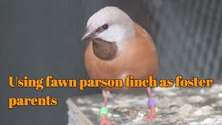 Fawn parson eating termites and 8 masks fledged.