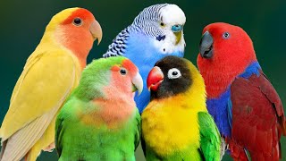 MOST BEAUTIFUL SMALL PARROTS ON EARTH | RELAXING SOUNDS | COLORFUL & STUNNING NATURE | STRESS RELIEF