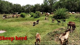 Herd of Sheep's in Nelamangala Bangalore rural