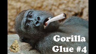 Gorilla Glue #4 Strain Information / Review